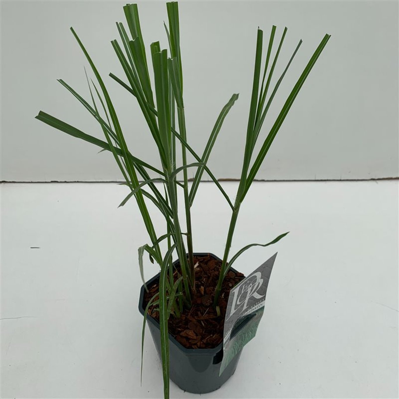 Glansmiskantus – Miscanthus sinensis 'Malepartus' - C2